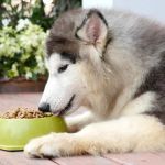 Best Dog Foods for Active Adult Dogs: Nutrition and Top Choices