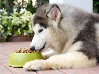 Best Dog Foods for Active Adult Dogs: Nutrition and Top Choices