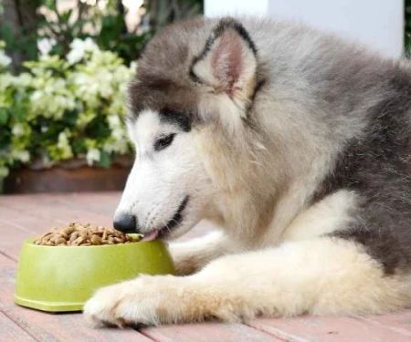 Best Dog Foods for Active Adult Dogs: Nutrition and Top Choices