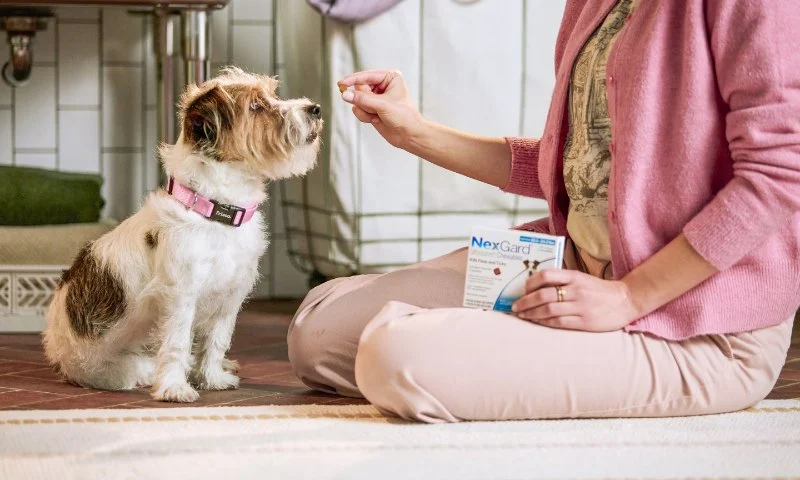 Best Flea and Tick Prevention for Puppies: Complete Guide