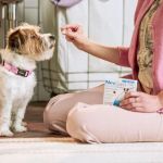 Best Flea and Tick Prevention for Puppies: Complete Guide