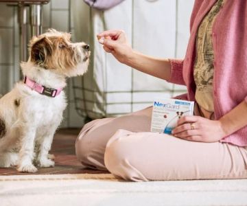 Best Flea and Tick Prevention for Puppies: Complete Guide