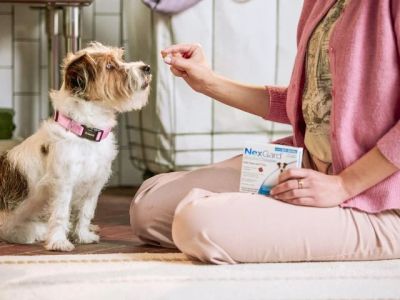 Best Flea and Tick Prevention for Puppies: Complete Guide