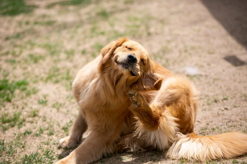 Why Is My Dog Scratching Its Ears So Much? Causes, Symptoms, and Prevention