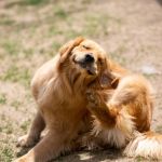 Why Is My Dog Scratching Its Ears So Much? Causes, Symptoms, and Prevention