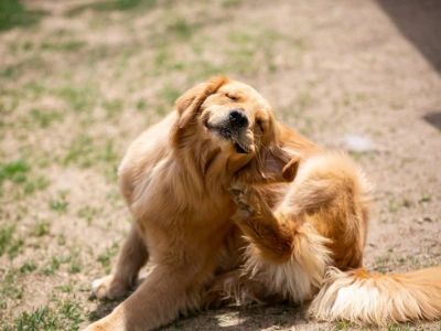 Why Is My Dog Scratching Its Ears So Much? Causes, Symptoms, and Prevention