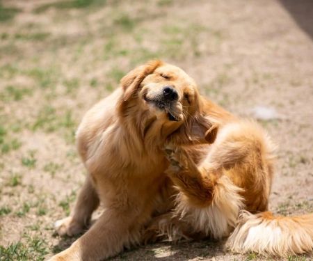 Why Is My Dog Scratching Its Ears So Much? Causes, Symptoms, and Prevention