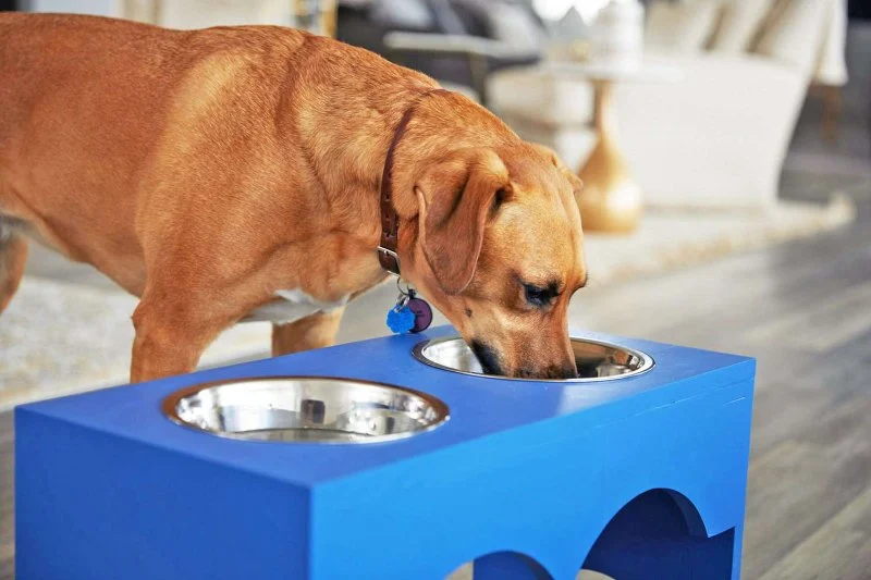 Why Do Dogs Paw at Their Water Bowl? Causes, Meanings, and Solutions