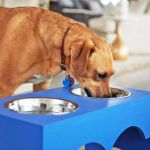 Why Do Dogs Paw at Their Water Bowl? Causes, Meanings, and Solutions