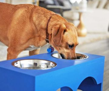 Why Do Dogs Paw at Their Water Bowl? Causes, Meanings, and Solutions