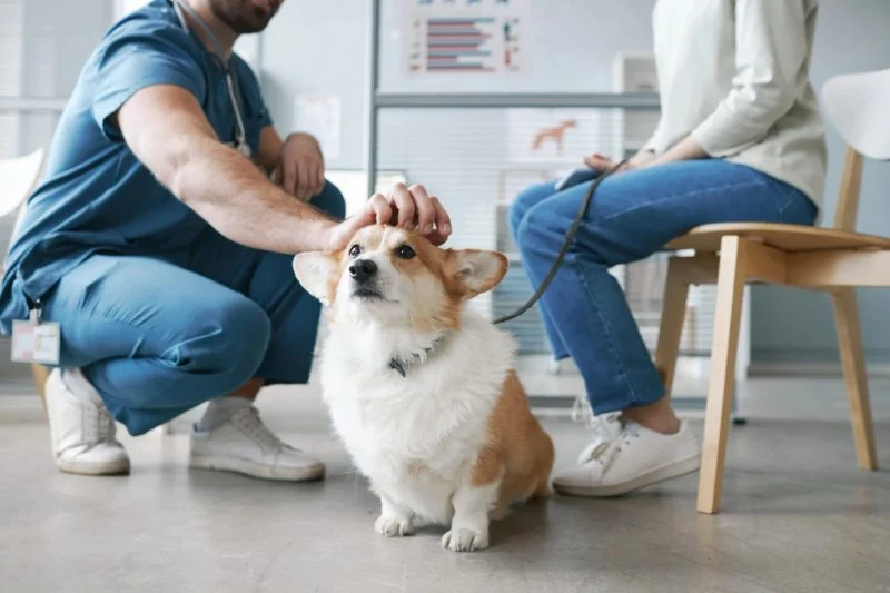 What to Do When Your Dog Has Diarrhea: Complete Care Guide