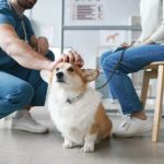 What to Do When Your Dog Has Diarrhea: Complete Care Guide