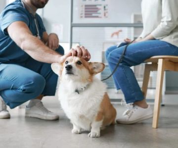 What to Do When Your Dog Has Diarrhea: Complete Care Guide