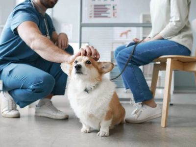 What to Do When Your Dog Has Diarrhea: Complete Care Guide