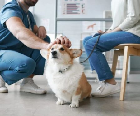 What to Do When Your Dog Has Diarrhea: Complete Care Guide