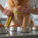 How to Build a Diet Plan for Overweight Dogs: A Complete Guide