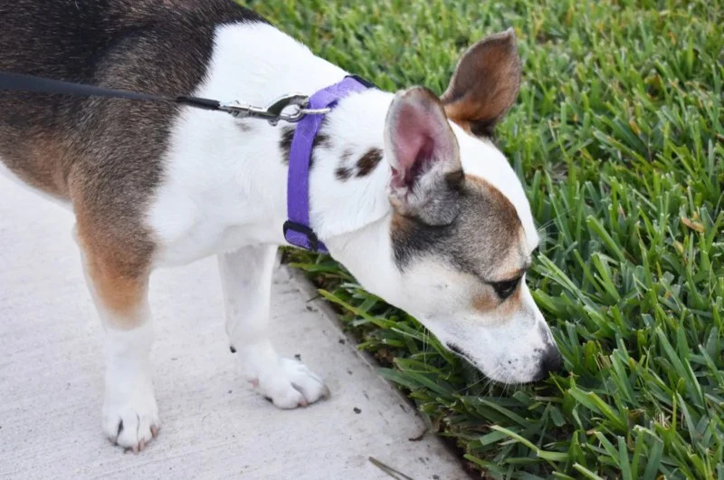 Why Do Dogs Sniff Everything on Walks? Expert Insights