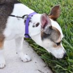 Why Do Dogs Sniff Everything on Walks? Expert Insights