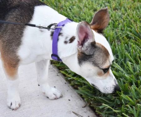 Why Do Dogs Sniff Everything on Walks? Expert Insights
