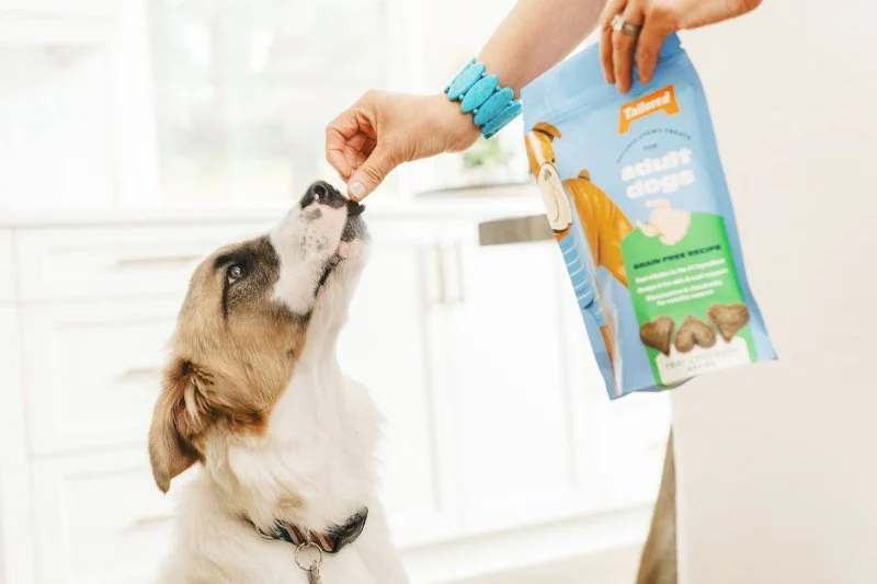 Best Vet-Recommended Dog Foods for All Ages: Complete Feeding Guide