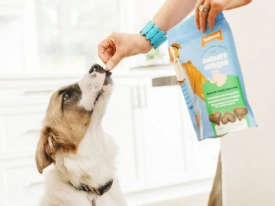 Best Vet-Recommended Dog Foods for All Ages: Complete Feeding Guide