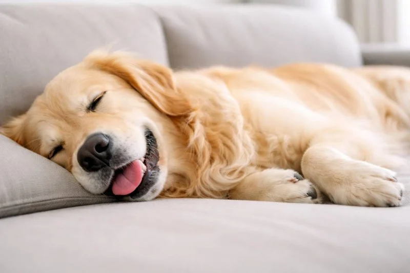Why Is My Dog Breathing Fast While Sleeping? Causes and Solutions