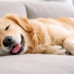 Why Is My Dog Breathing Fast While Sleeping? Causes and Solutions