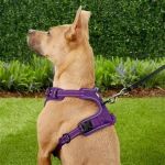 Best Dog Harnesses for Comfortable Day Walks
