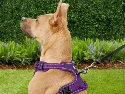 Best Dog Harnesses for Comfortable Day Walks