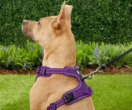 Best Dog Harnesses for Comfortable Day Walks