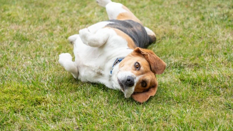 Why Do Dogs Circle Before Lying Down? Behavior Explained