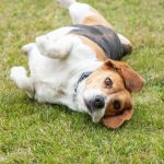 Why Do Dogs Circle Before Lying Down? Behavior Explained