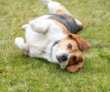 Why Do Dogs Circle Before Lying Down? Behavior Explained