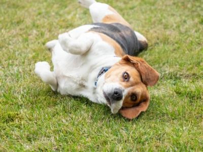 Why Do Dogs Circle Before Lying Down? Behavior Explained