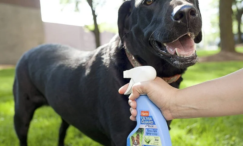 Best Dog Flea and Tick Sprays for Yard Protection Guide