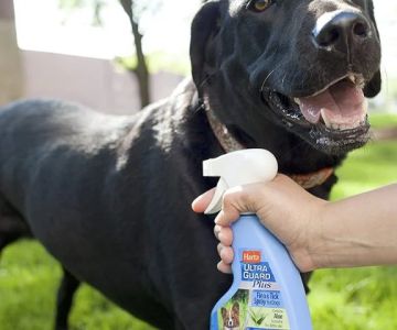 Best Dog Flea and Tick Sprays for Yard Protection Guide