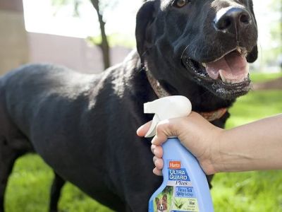 Best Dog Flea and Tick Sprays for Yard Protection Guide