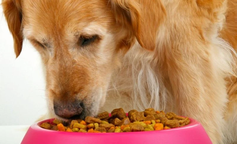 Best Food Options for Dogs With Kidney Issues
