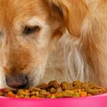 Best Food Options for Dogs With Kidney Issues