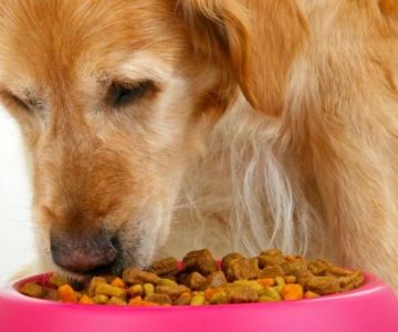 Best Food Options for Dogs With Kidney Issues
