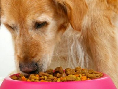Best Food Options for Dogs With Kidney Issues