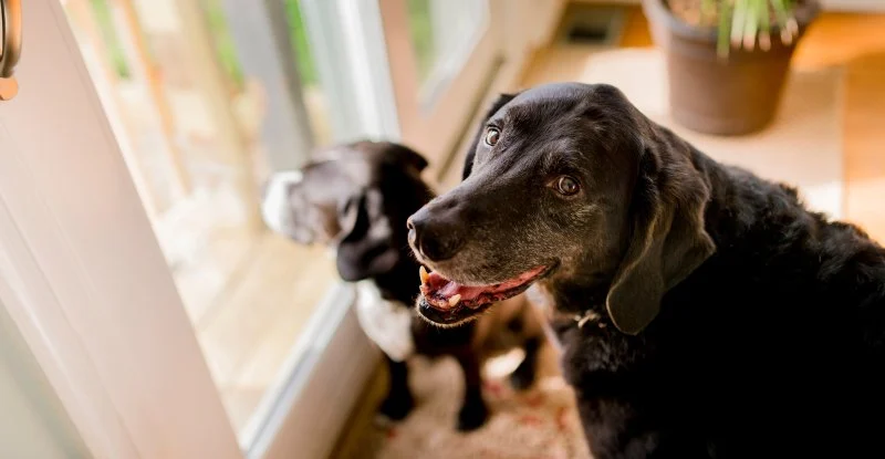 Best Supplements for Dog Joint Health: Support Your Pet’s Mobility