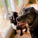 Best Supplements for Dog Joint Health: Support Your Pet’s Mobility