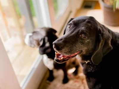 Best Supplements for Dog Joint Health: Support Your Pet’s Mobility