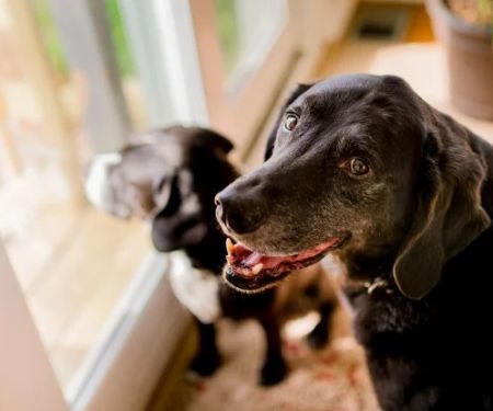 Best Supplements for Dog Joint Health: Support Your Pet’s Mobility