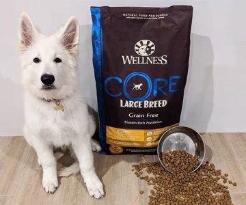 Best Dog Foods for Large Breed Puppies: Nutrition Guide for Healthy Growth