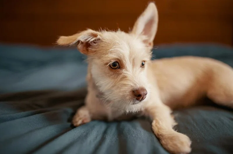How to Help Dogs With Anxiety at Night and Improve Sleep