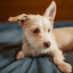How to Help Dogs With Anxiety at Night and Improve Sleep