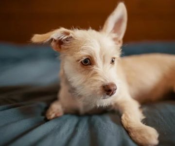 How to Help Dogs With Anxiety at Night and Improve Sleep