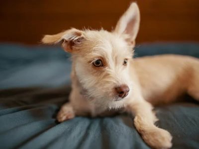 How to Help Dogs With Anxiety at Night and Improve Sleep